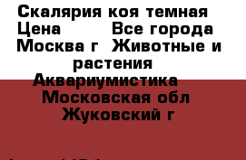 Скалярия коя темная › Цена ­ 50 - Все города, Москва г. Животные и растения » Аквариумистика   . Московская обл.,Жуковский г.